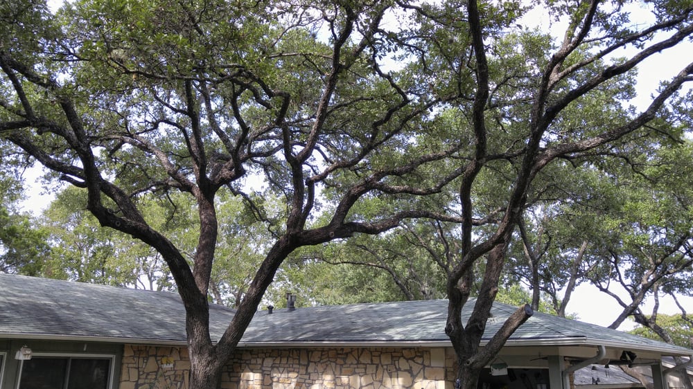 Large oak canopy over a house roof