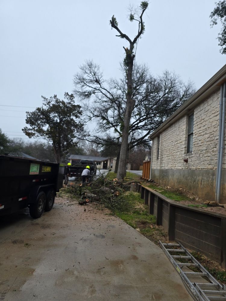 Crew taking down a cedar elm next to a house