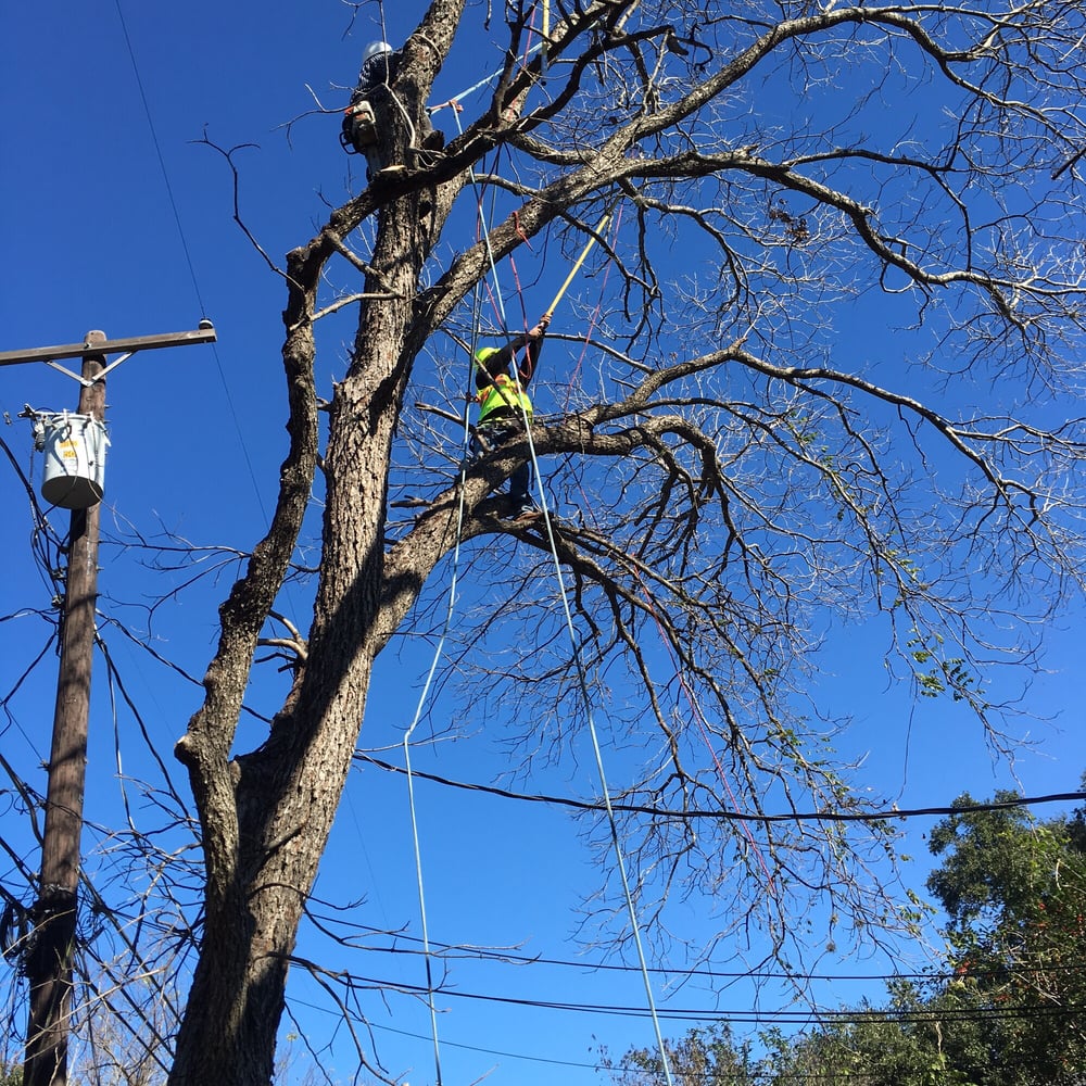 Climber high up in a tree against a blue sky