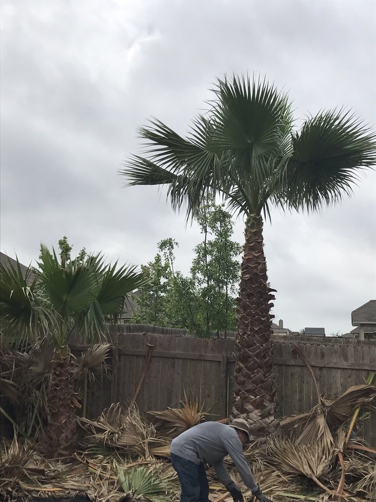 Trimmed palm tree in a backyard