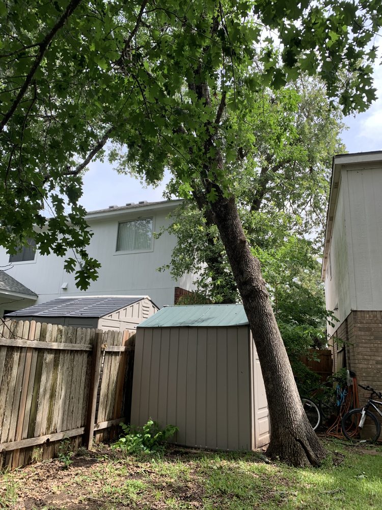Tree leaning onto a backyard shed